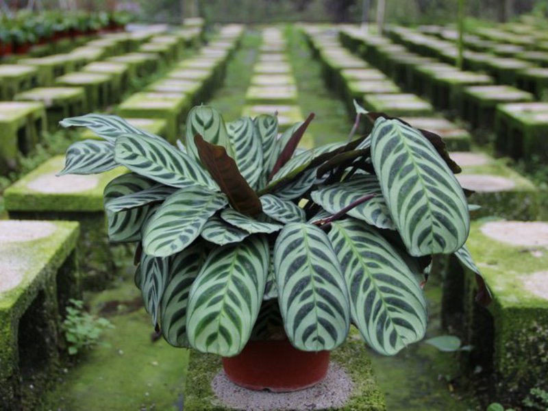 Arrowroot in the house will decorate your green corner.