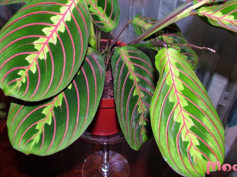 Adult arrowroot in a pot in an apartment.