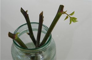 Growing a rose from a bouquet