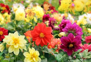 Dahlias are annual varieties