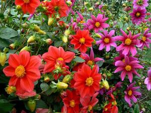 How to propagate dahlias in the garden