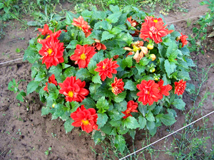 Dahlia diseases