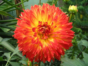 Plundering dahlia from seeds