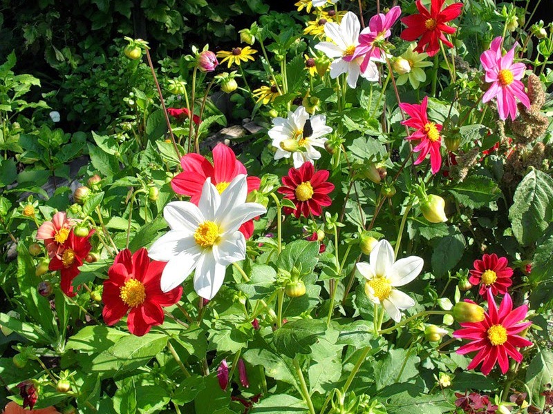 Varieties of varieties of dahlia