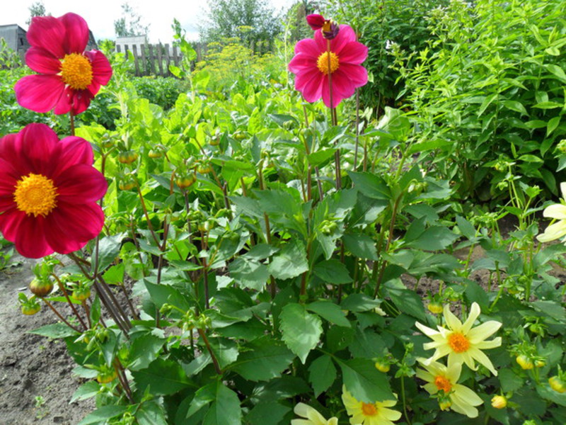 Dahlias are annual varieties