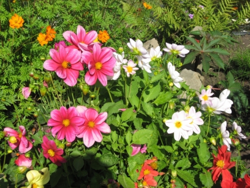 Growing annual dahlias