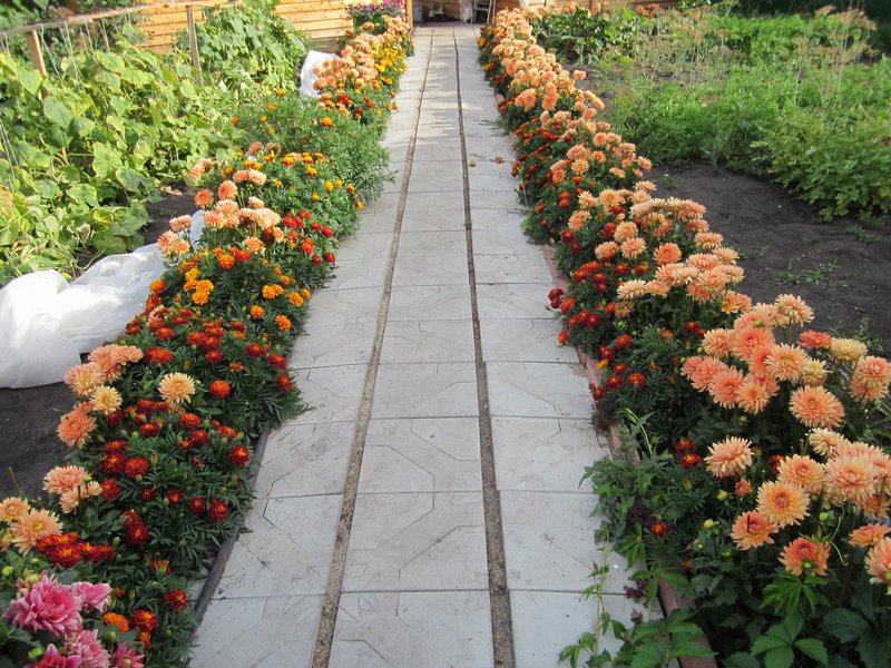 Blooming dahlia flowers