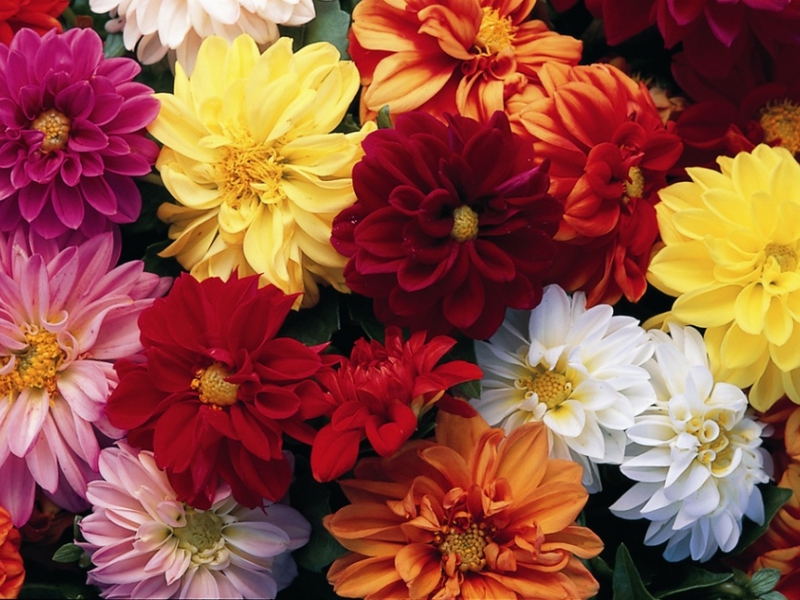 Growing annual dahlias