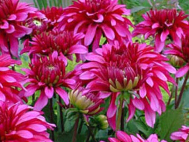 Dahlias are annual varieties