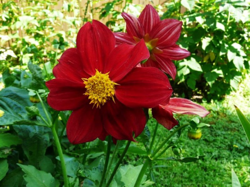 Description of dahlia flowers