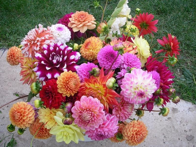 Planting and caring for dahlias