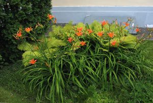 How to plant daylilies