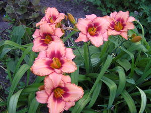 Daylily plant