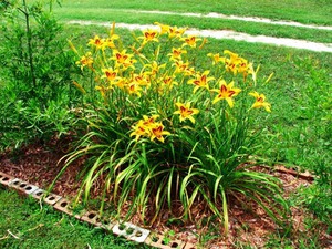 Daylilies flowering period