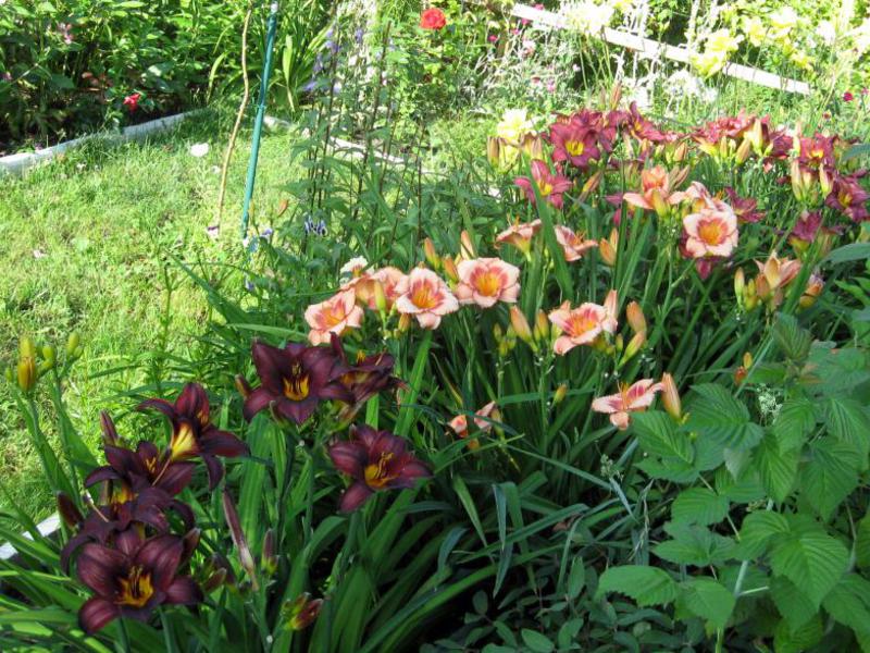 Daylilies in garden design