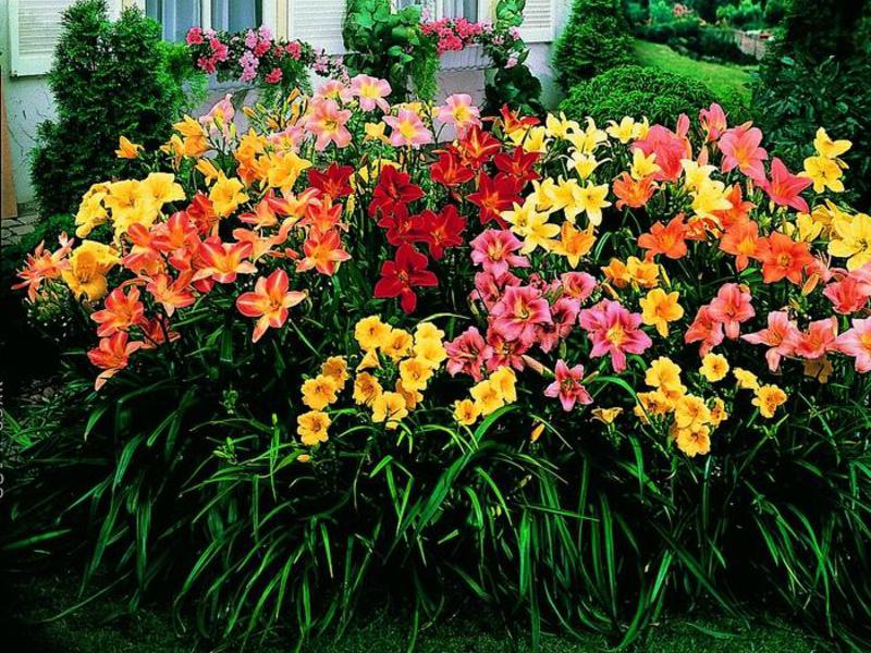 Flower garden decoration