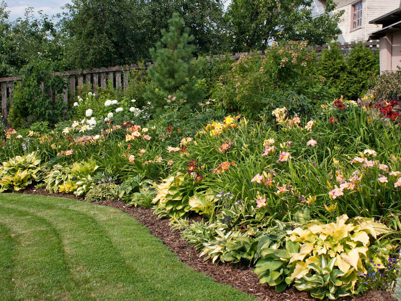 How daylilies grow