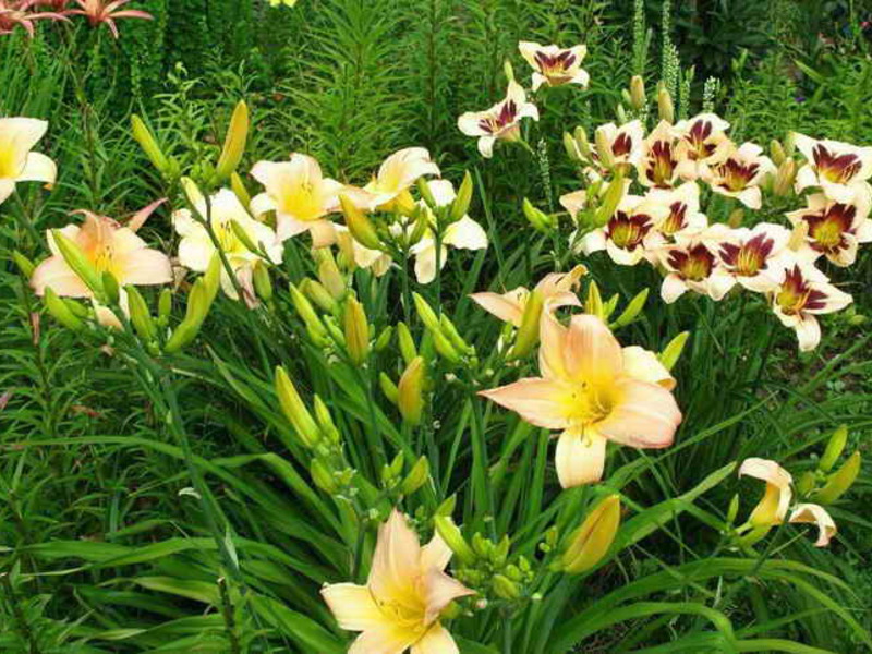 Flower bed decoration with daylilies