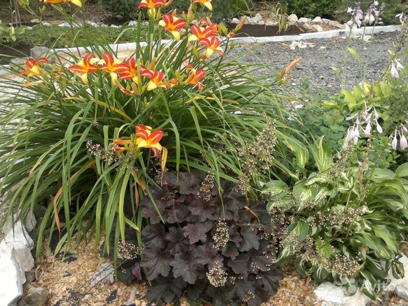 Description of methods for breeding daylily