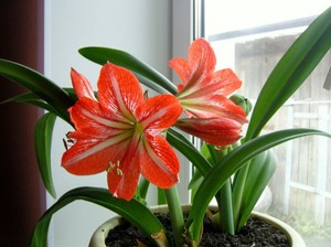 Beautiful home lily in bloom