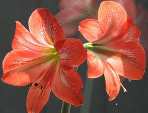 The lily flower is very beautiful and distinctive.