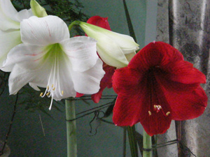 Lily flowers can be of different shades.