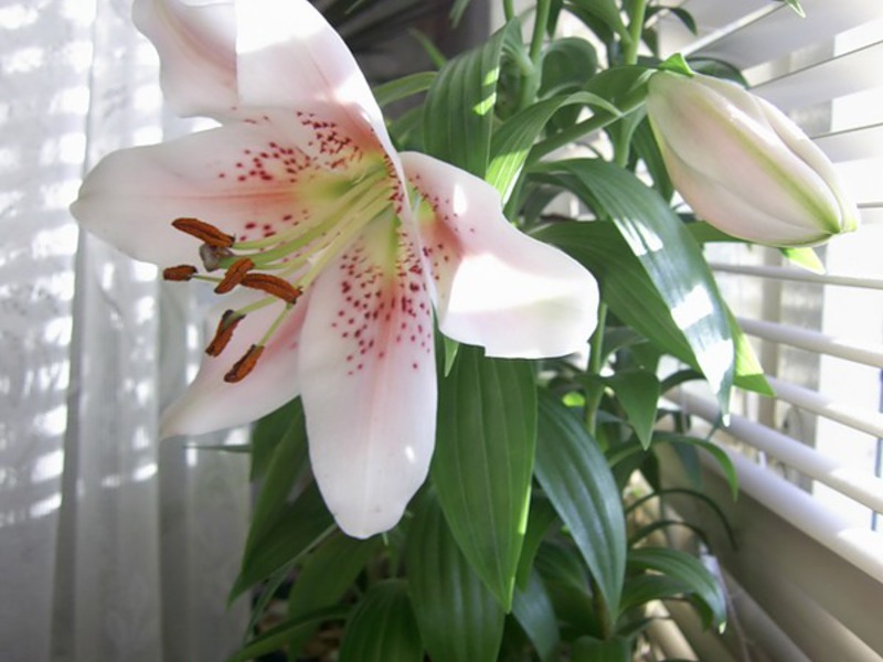 Lily is a beautiful flower that can be grown at home.