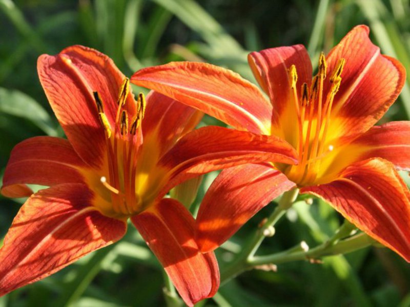 Lilies need good lighting, which is important to consider at home.