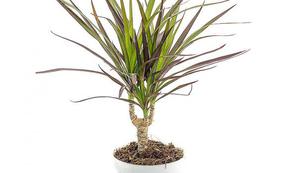 Dracaena bordered is shown in the photo