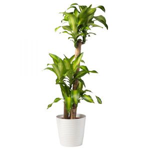 Fragrant dracaena is a type of potted plant.