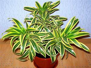 Dracaena bent is shown in the photo