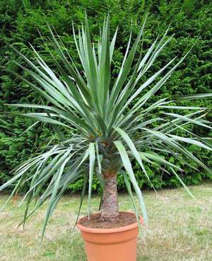 Dracaena Draco is a photo of a beautiful flower.