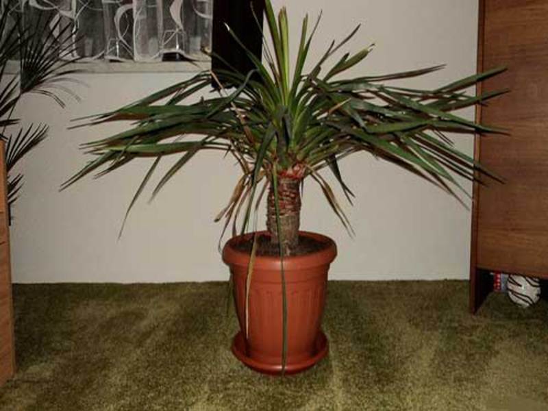 Dracaena dragon in a pot is shown in the photo