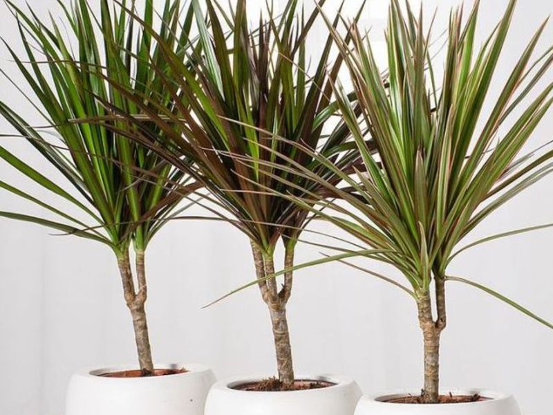 Propagation of dracaena is possible by cuttings and seeds.