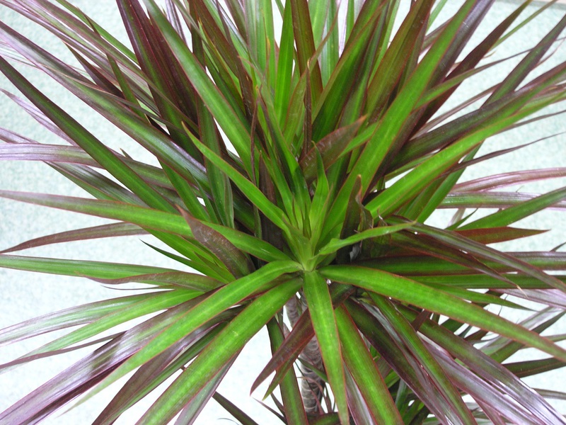 Dracaena Marginata often grows in offices.