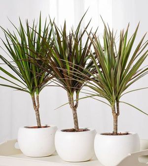 Dracaena propagation by cuttings is simple and convenient.