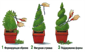 How to properly prune cypress