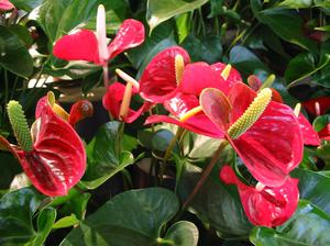 Anthurium in bloom - potted plants