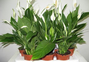 Spathiphyllum - care and reproduction at home