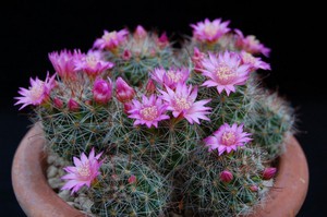 Mammillaria Zeilmana in a pot blooms quite often.