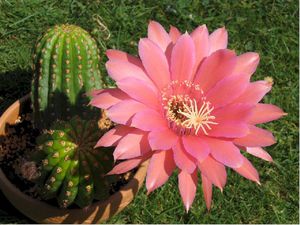 Desert cactus during flowering