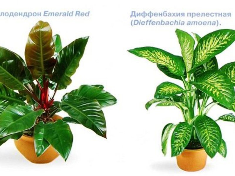 Shade-loving flowers and other indoor plants