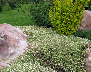 Sedum - a beautiful flower, photo of a plant