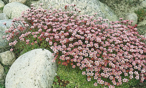 Juniper is a very common plant