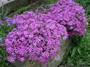 Subulate phlox bloom with very bright flowers.