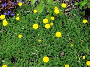 Kotula on a flower bed - photo