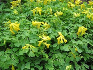 Corydalis yellow blooms with small flowers.