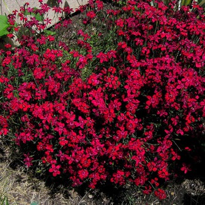 Carnation herbaceous - bright red flowers.