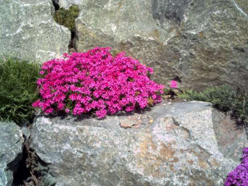 Ground cover garden plants in the rock garden