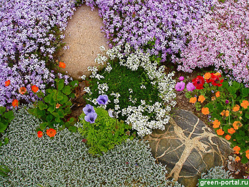 Ground cover flowers look very good in the garden